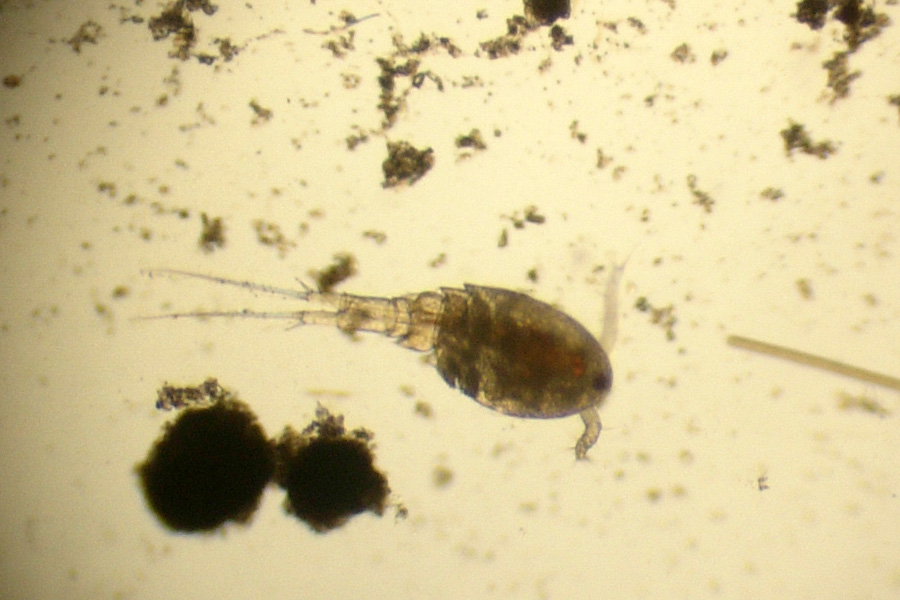 Copepode